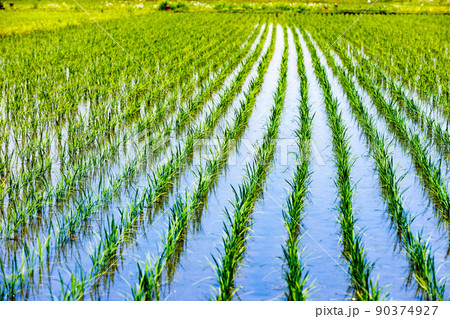 埼玉県さいたま市 田園風景 埼玉県さいたま市 田園風景 90374927