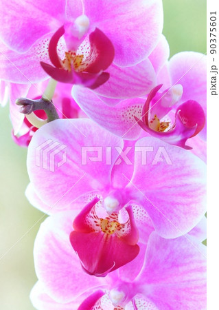 ミニ胡蝶蘭　ピンク色の花　ラン　クローズアップ　緑の自然背景 90375601