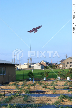 鳥追いカイト スイカ畑 夕方 鳥追いカイト スイカ畑 夕方 90375624