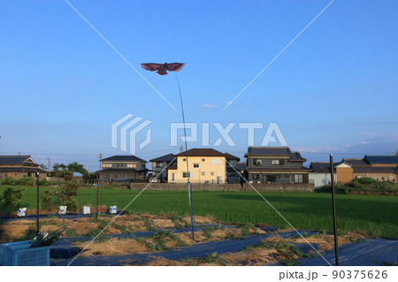 鳥追いカイト スイカ畑 夕方 鳥追いカイト スイカ畑 夕方 90375626