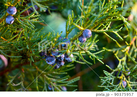 Green branch of juniper or thuja. Selective focus. Green branch of juniper or thuja. Selective focus. 90375957