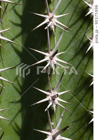 Close-up of a green cactus with large needles. 90375996