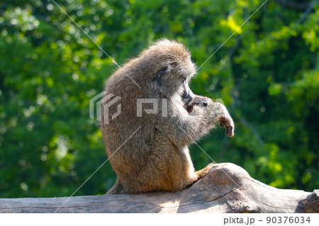 The macaque sits and cleans its fur. The macaque sits and cleans its fur. 90376034