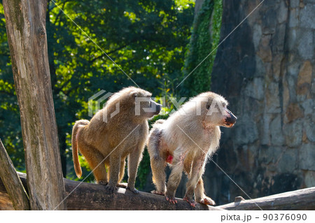 A macaques sits on a tree in the forest. A macaques sits on a tree in the forest. 90376090