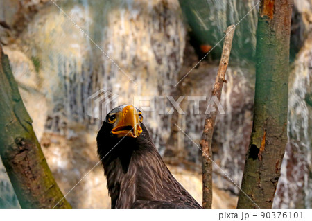 Portrait of a beautiful eagle on a tree. Wild birds, eagle. Portrait of a beautiful eagle on a tree. Wild birds, eagle. 90376101
