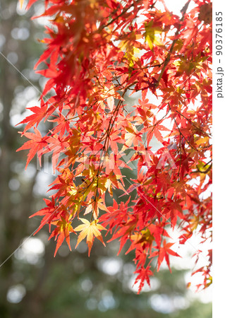 秋の紅葉イメージ 真っ赤な葉っぱの写真素材 [90376185] - PIXTA