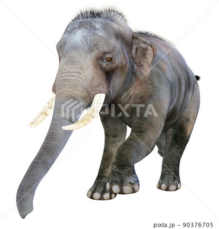 インドゾウ Indian Elephantのイラスト素材