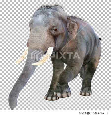 印度象 ☆ 印度象 90376705