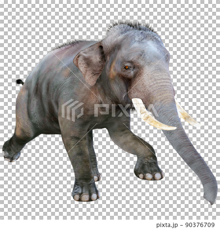 印度象 ☆ 印度象 90376709