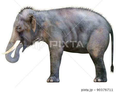 インドゾウ☆Indian Elephant 90376711