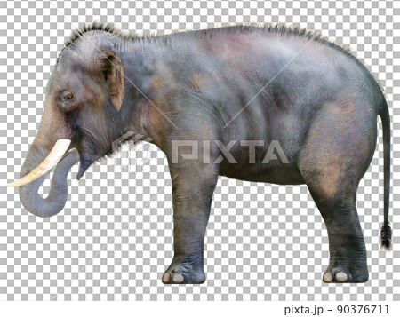 インドゾウ☆Indian Elephant 90376711