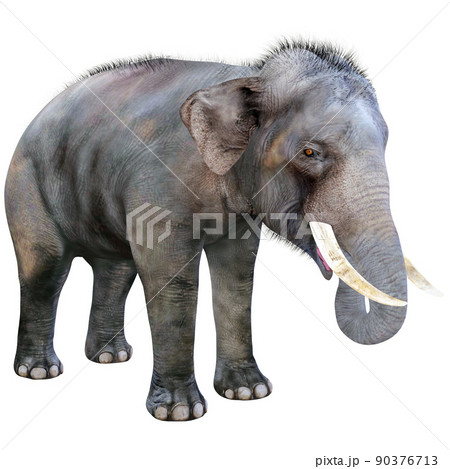インドゾウ☆Indian Elephant インドゾウ☆Indian Elephant 90376713