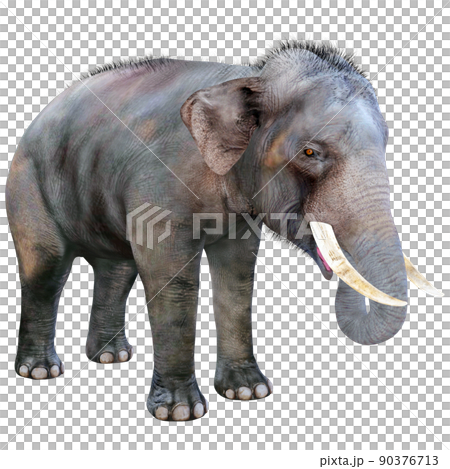 インドゾウ☆Indian Elephant インドゾウ☆Indian Elephant 90376713