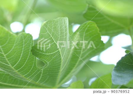 近所でみたイチジク 90376952