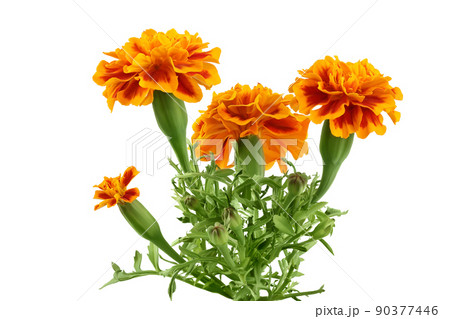fresh marigold or tagetes erecta flower isolated on white background with full depth of field. fresh marigold or tagetes erecta flower isolated on white background with full depth of field. 90377446