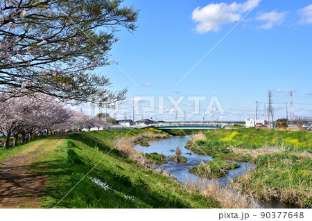 小出川の桜　茅ヶ崎市 90377648