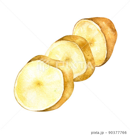 Sliced potato, vegetable watercolor illustration on white background 90377766