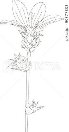 春の小さな花_雛桔梗草_塗り絵 90377833