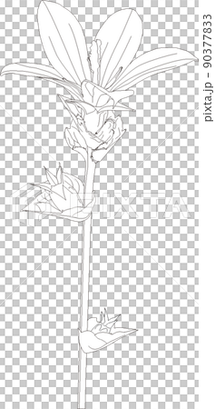 春の小さな花_雛桔梗草_塗り絵 90377833