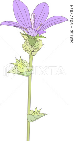 春の小さな花_雛桔梗草 春の小さな花_雛桔梗草 90377834