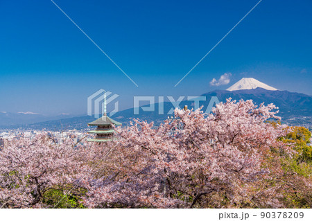 （静岡県）桜満開の香貫山、慰霊平和塔と富士山 90378209