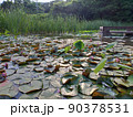 蓮と葦 90378531