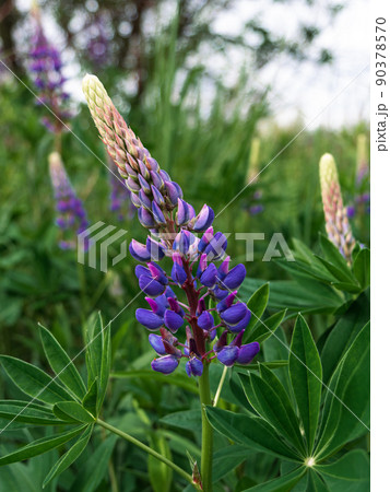 Blooming purple Lupine flowers - Lupinus polyphyllus fodder plants growing in spring garden. Violet and lilac blossom 90378570