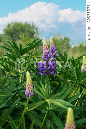 Blooming purple Lupine flowers - Lupinus polyphyllus fodder plants growing in spring garden. Violet and lilac blossom Blooming purple Lupine flowers - Lupinus polyphyllus fodder plants growing in spring garden. Violet and lilac blossom 90378571