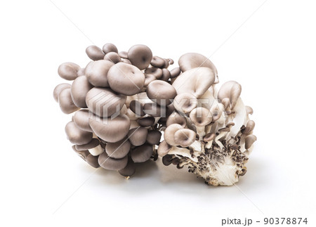 ヒラタケ　平茸　食用きのこ　ひらたけ　健康食材　 90378874