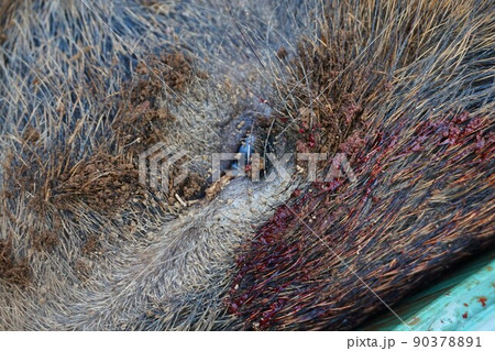 イノシシ　猪　狩猟　猟友会　イノシシ猟　 90378891