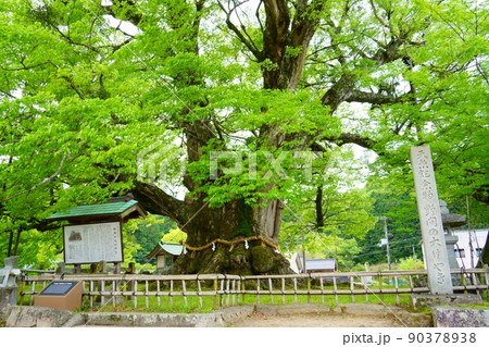 野間の大けやき(大阪府豊能郡能勢町) 野間の大けやき(大阪府豊能郡能勢町) 90378938