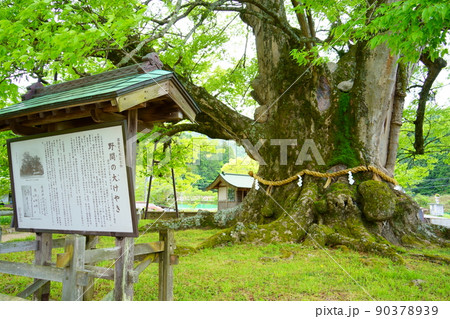 野間の大けやき（大阪府豊能郡能勢町） 90378939