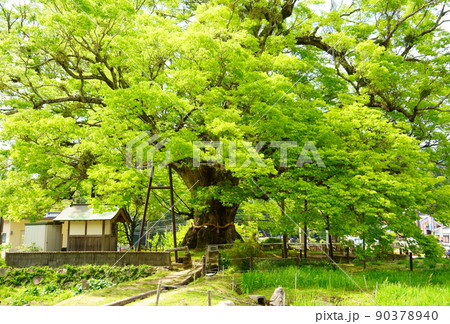 野間の大けやき(大阪府豊能郡能勢町) 野間の大けやき(大阪府豊能郡能勢町) 90378940
