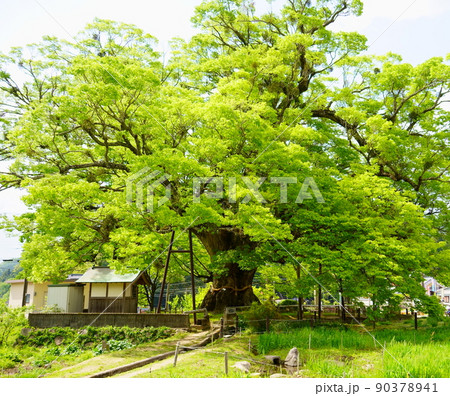 野間の大けやき（大阪府豊能郡能勢町） 90378941