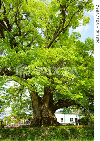 野間の大けやき（大阪府豊能郡能勢町） 90378942