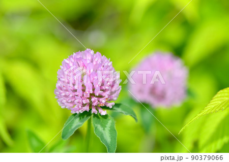 ムラサキツメクサ ムラサキツメクサ 90379066