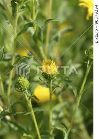 Lemonyellow false goldenaster 90379294