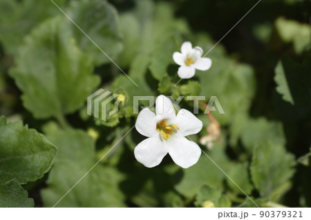 Ornamental bacopa 90379321