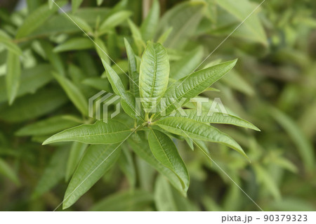 Lemon verbena Lemon verbena 90379323