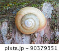 木にくっつくカタツムリ 90379351