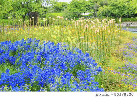 なばなの里　満開の初夏の花々 90379506