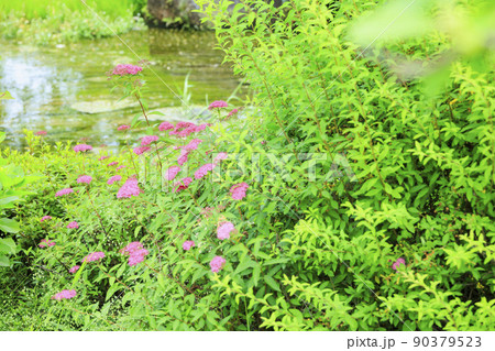 なばなの里 満開の初夏の花々 なばなの里 満開の初夏の花々 90379523
