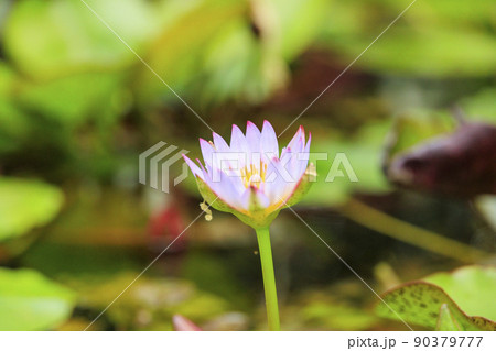 なばなの里　ベゴニアガーデン 90379777