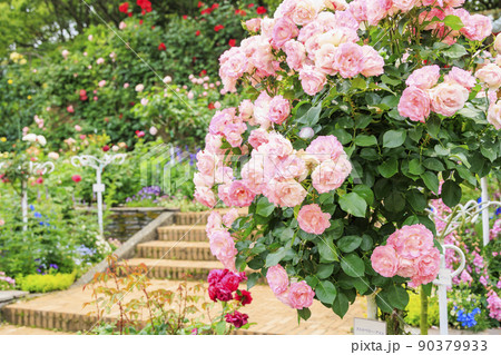 なばなの里　満開のバラ園 90379933