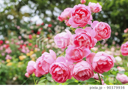 なばなの里 満開のバラ園 なばなの里 満開のバラ園 90379936