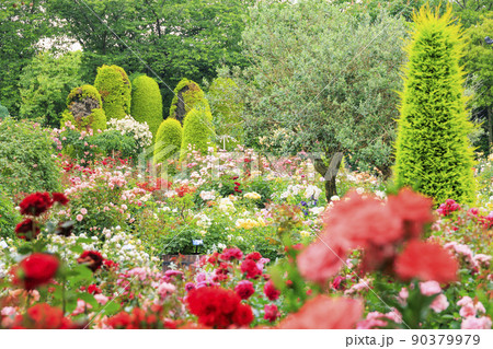 なばなの里 満開のバラ園 なばなの里 満開のバラ園 90379979
