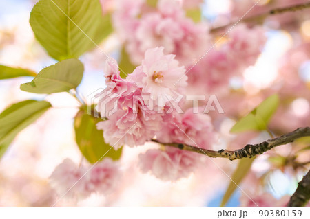 Cherry blossom flower in spring for background or copy space for text Cherry blossom flower in spring for background or copy space for text 90380159