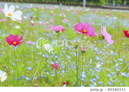 なばなの里　満開のネモフィラとコスモス 90380331