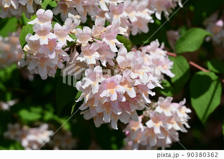 ショウキウツギ(鐘馗空木)の見頃の花 ショウキウツギ(鐘馗空木)の見頃の花 90380362