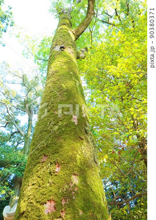 苔むした木 武蔵一宮 氷川神社 大宮氷川神社 苔むした木 武蔵一宮 氷川神社 大宮氷川神社 90380371